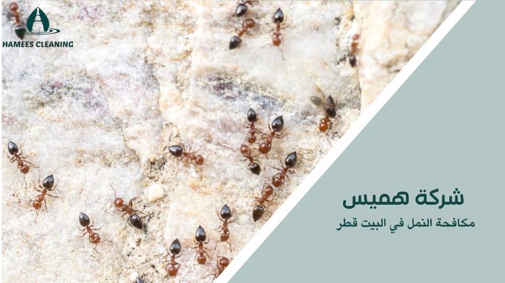 مكافحة النمل في البيت قطر