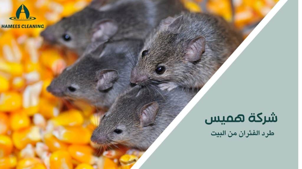طرد الفئران من البيت