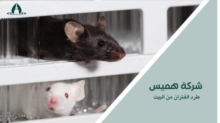 طرد الفئران من البيت