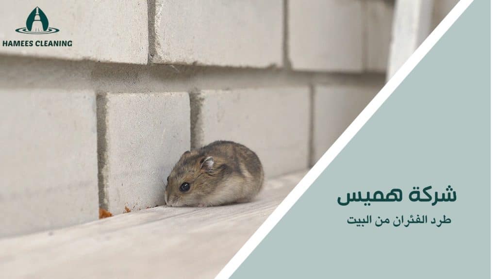 طرد الفئران من البيت
