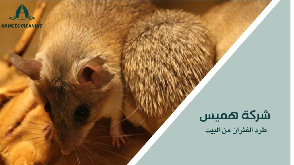طرد الفئران من البيت