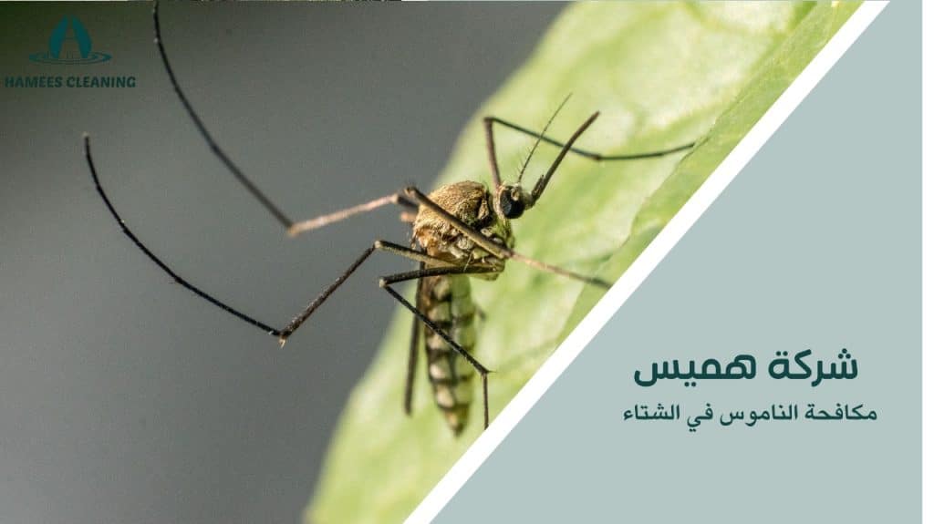 مكافحة الناموس في الشتاء