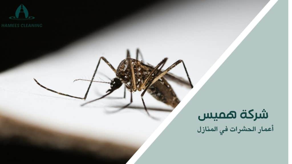  أعمار الحشرات في المنازل