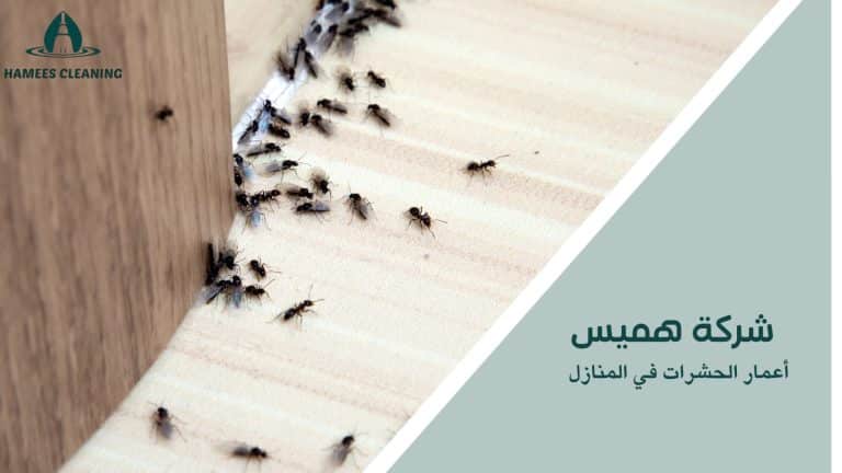 أعمار الحشرات في المنازل