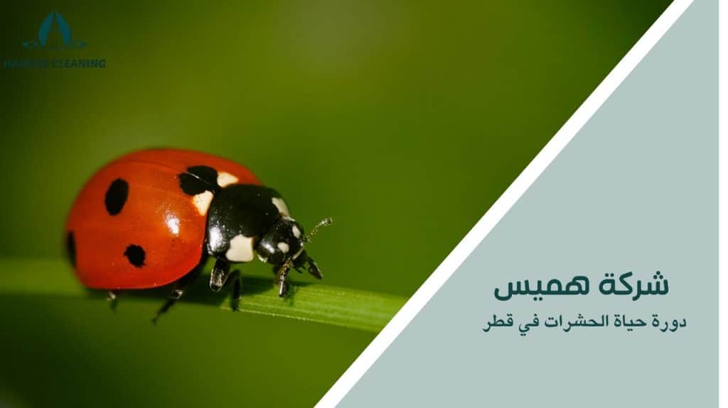 دورة حياة الحشرات في قطر
