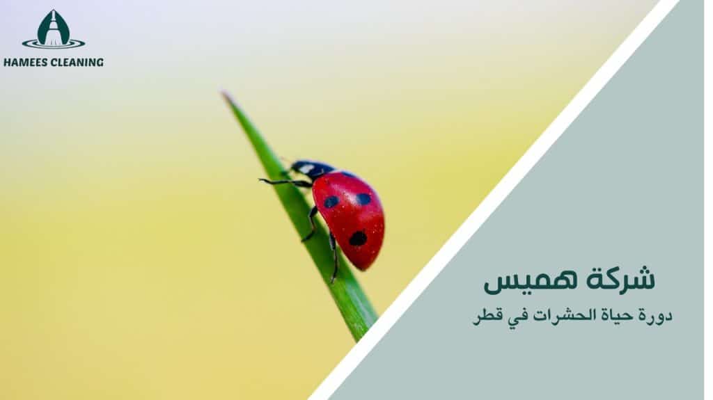 دورة حياة الحشرات في قطر