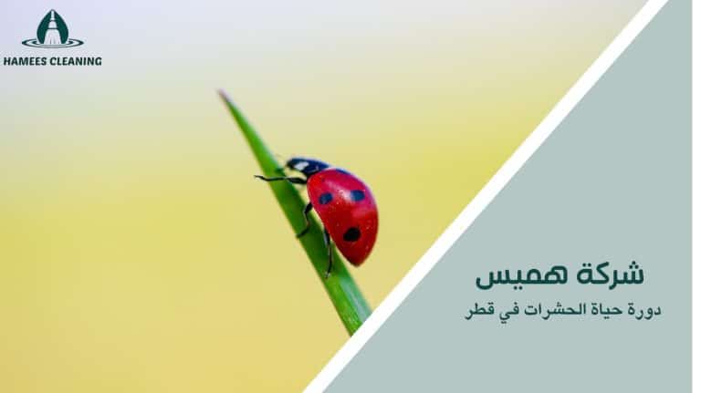 دورة حياة الحشرات في قطر
