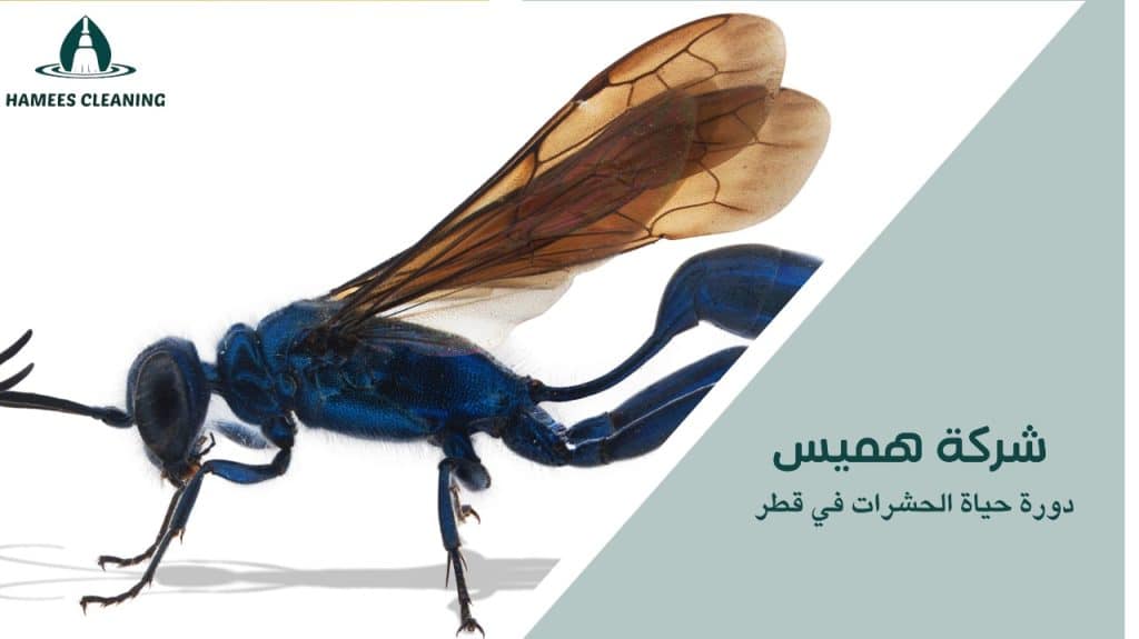 دورة حياة الحشرات في قطر