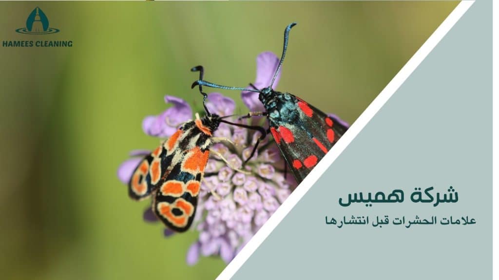 علامات الحشرات قبل انتشارها