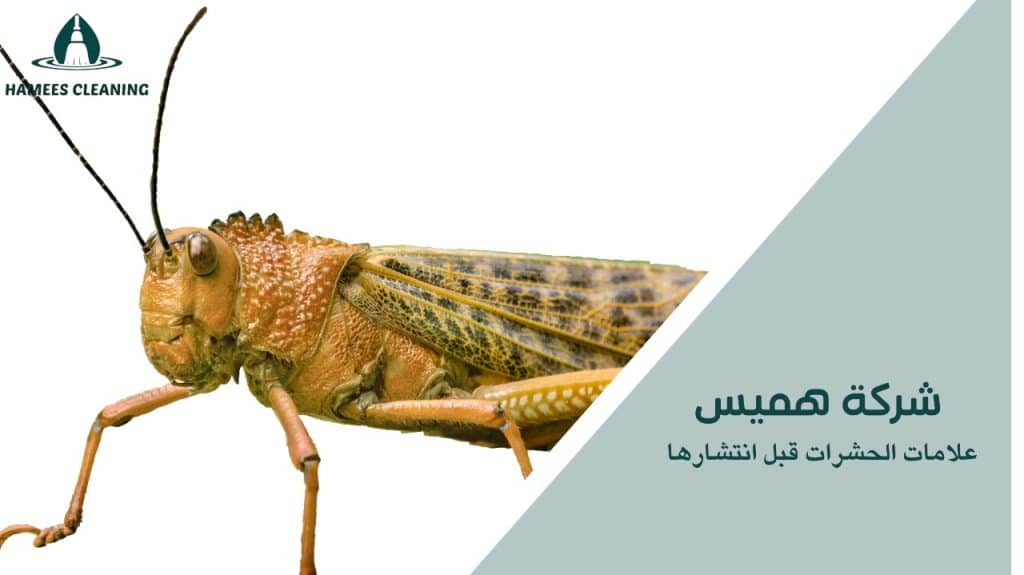 علامات الحشرات قبل انتشارها