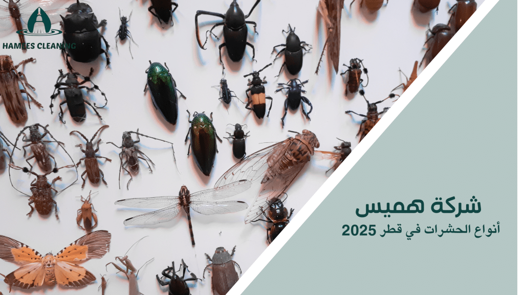 أنواع الحشرات في قطر 2025