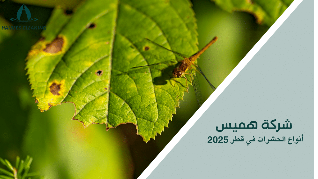 أنواع الحشرات في قطر 2025