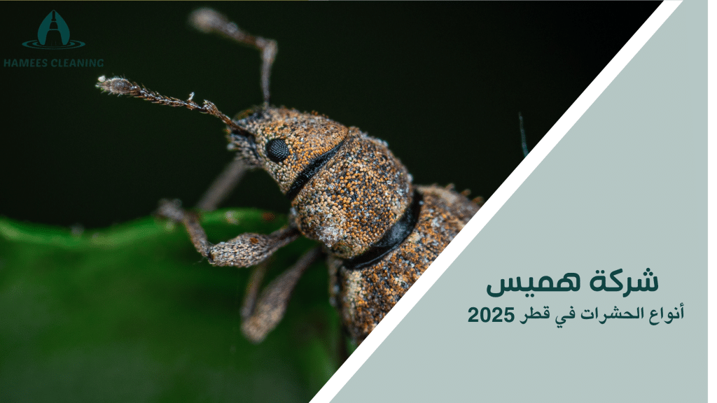 أنواع الحشرات في قطر 2025