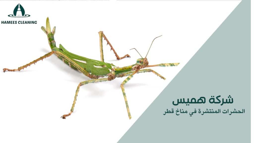 الحشرات المنتشرة في مناخ قطر