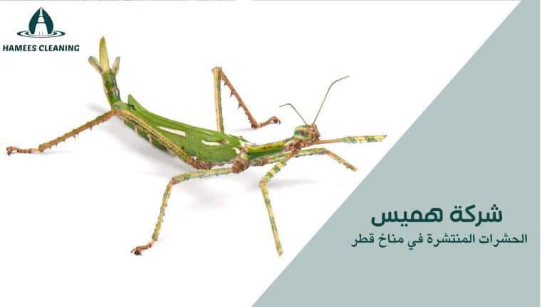 الحشرات المنتشرة في مناخ قطر