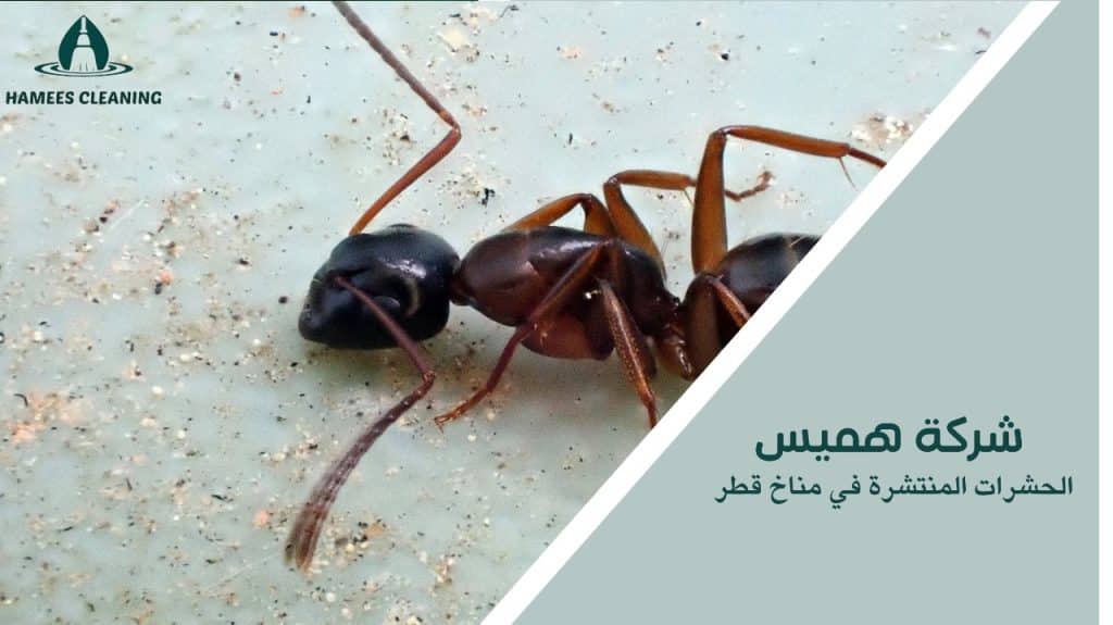 الحشرات المنتشرة في مناخ قطر