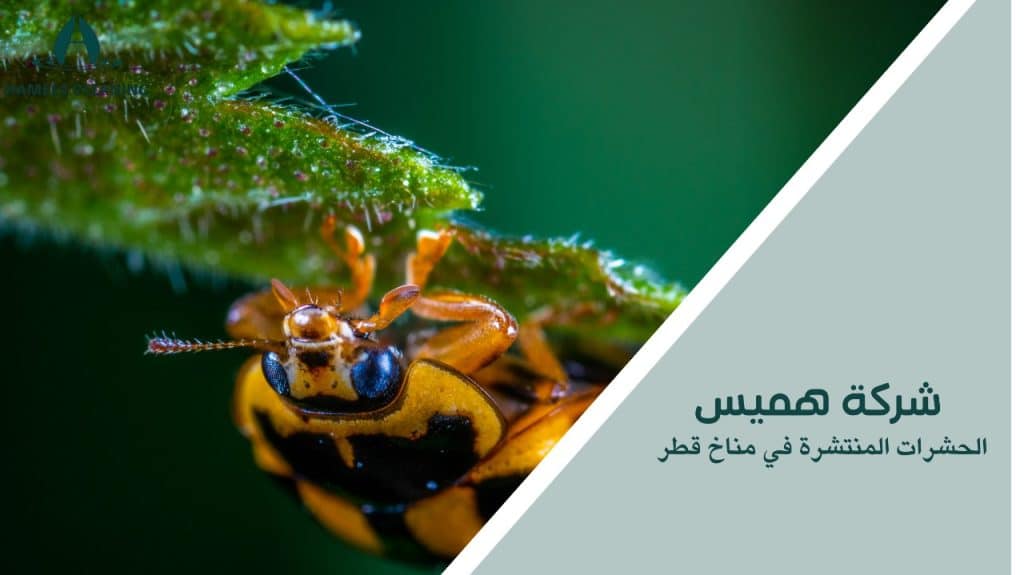 الحشرات المنتشرة في مناخ قطر