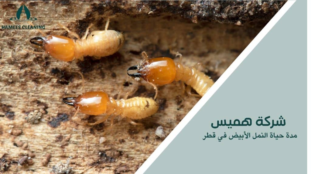 مدة حياة النمل الأبيض في قطر