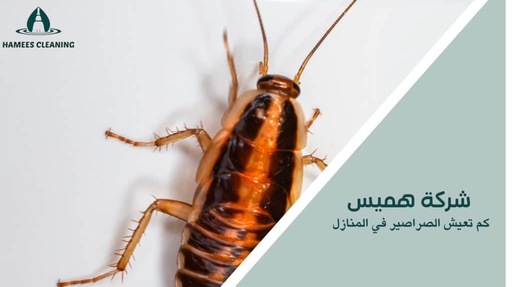 كم تعيش الصراصير في المنازل