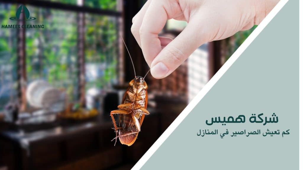 كم تعيش الصراصير في المنازل