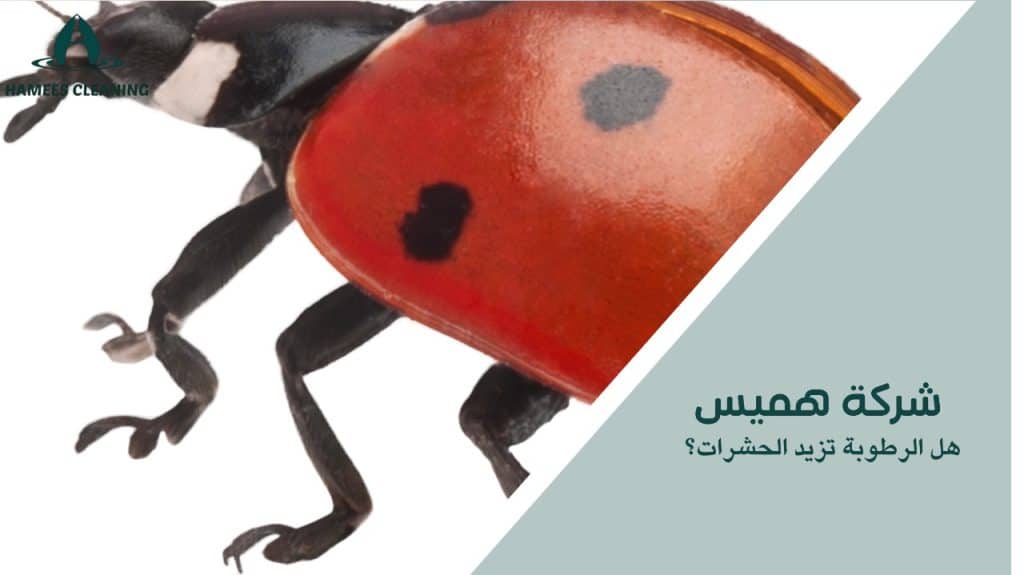 هل الرطوبة تزيد الحشرات؟