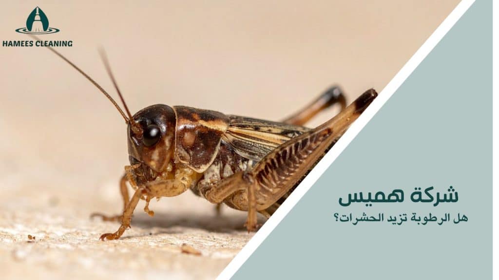 هل الرطوبة تزيد الحشرات؟
