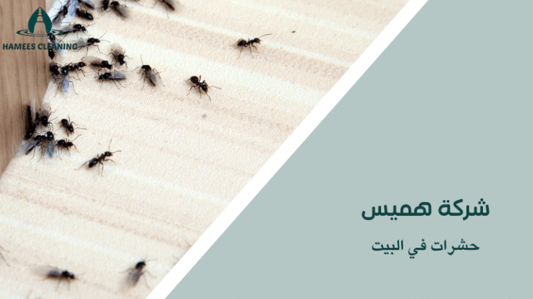 لماذا تظهر حشرات في البيت وكيف تمنع عودتها