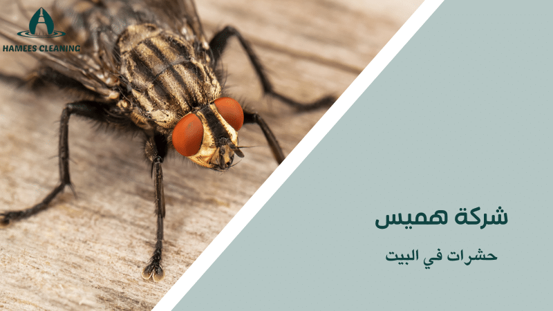 حشرات في البيت