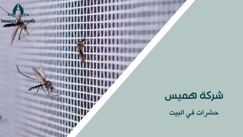 حشرات في البيت