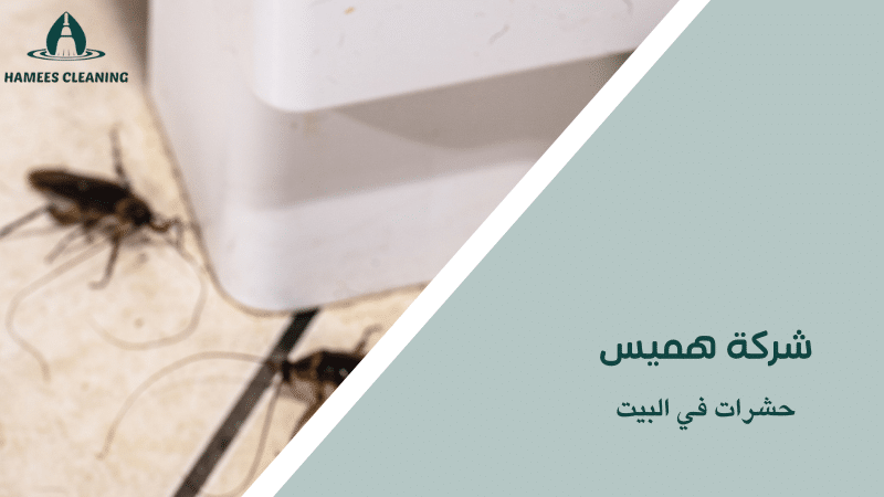 حشرات في البيت