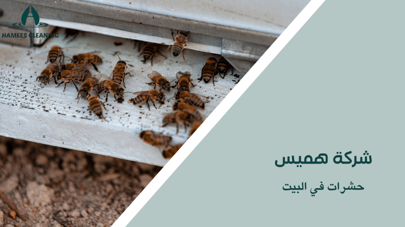 حشرات في البيت