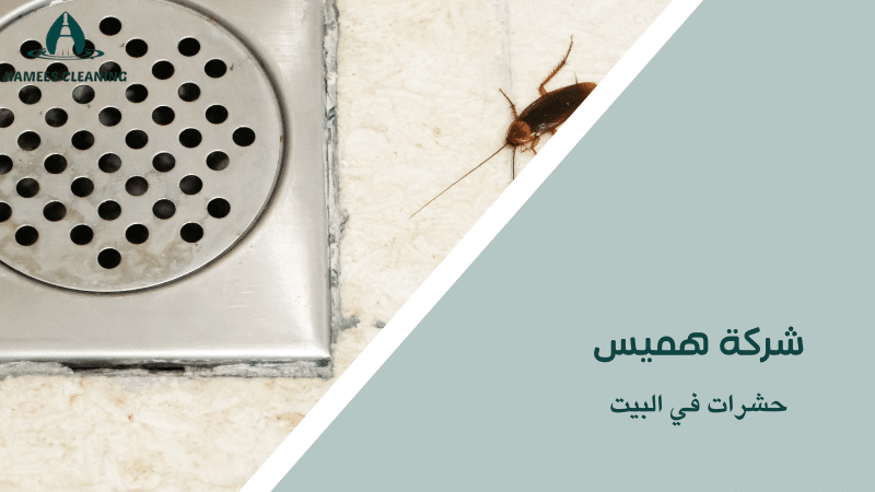 حشرات في البيت