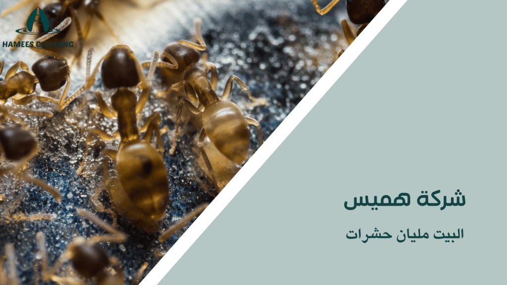 البيت مليان حشرات