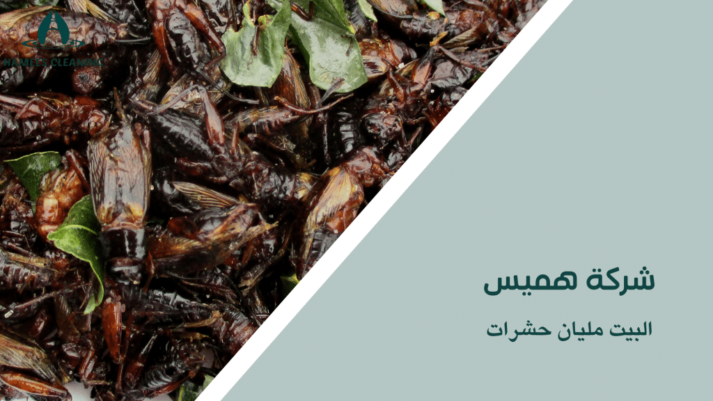 البيت مليان حشرات