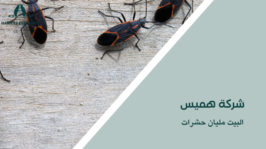 البيت مليان حشرات