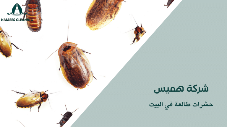 حشرات طالعة في البيت