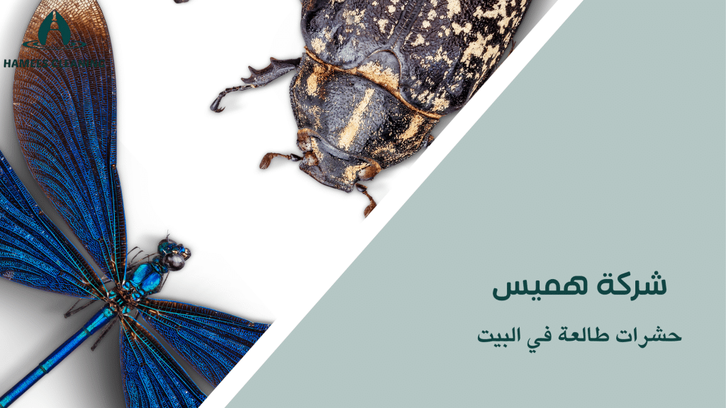 حشرات طالعة في البيت