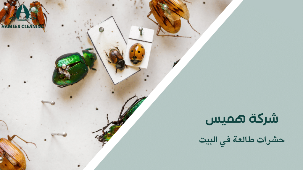 حشرات طالعة في البيت