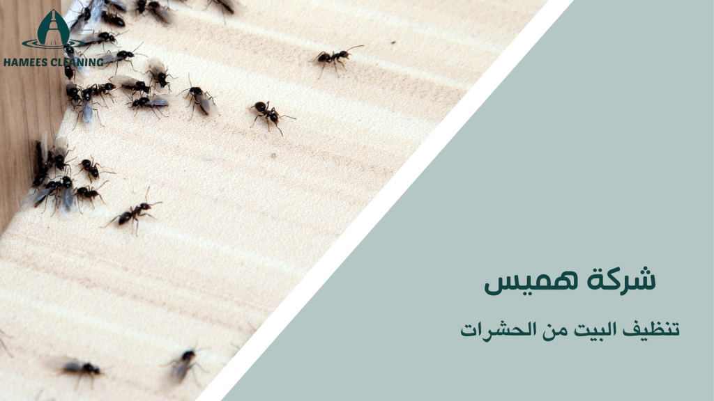 تنظيف البيت من الحشرات