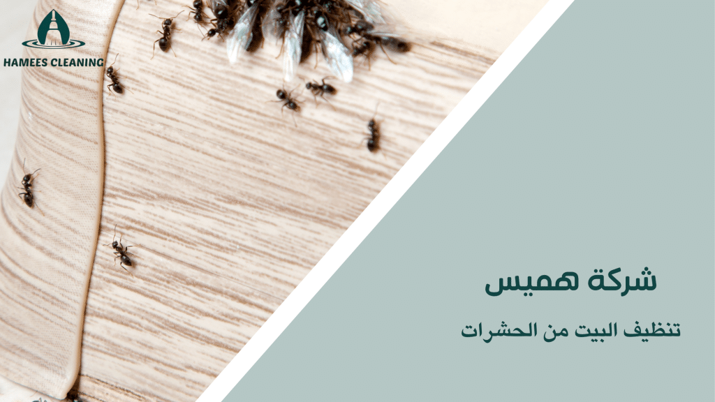 تنظيف البيت من الحشرات
