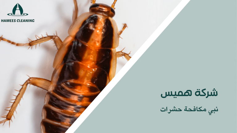 نبي مكافحة حشرات