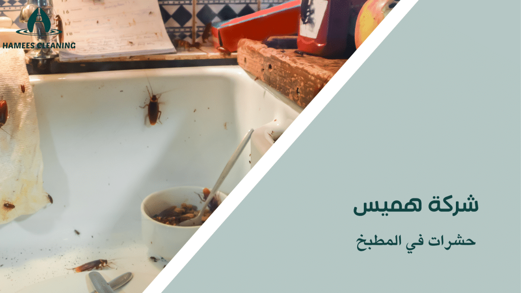 حشرات في المطبخ