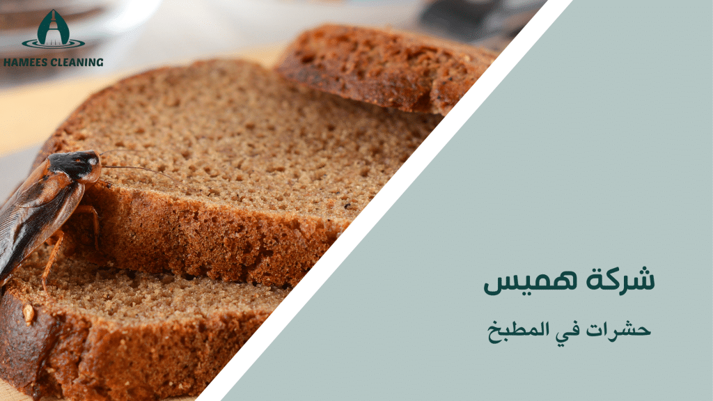 أنواع حشرات في المطبخ