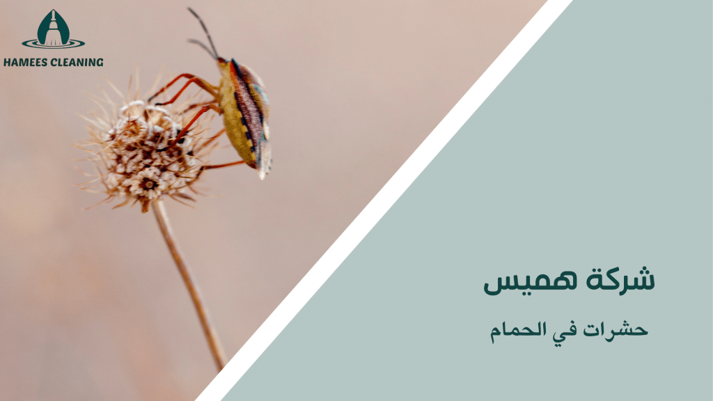 حشرات في الحمام