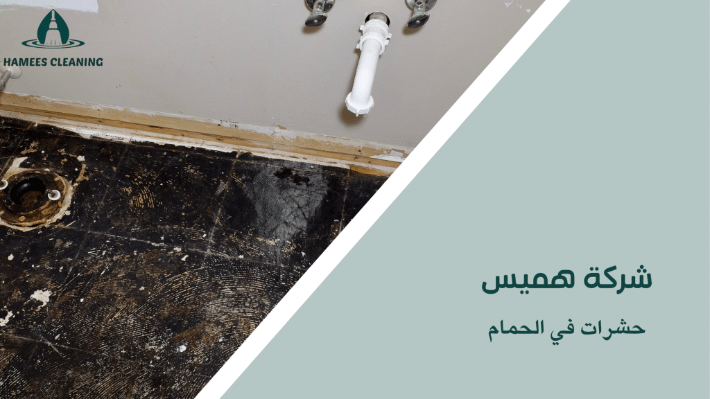 حشرات في الحمام