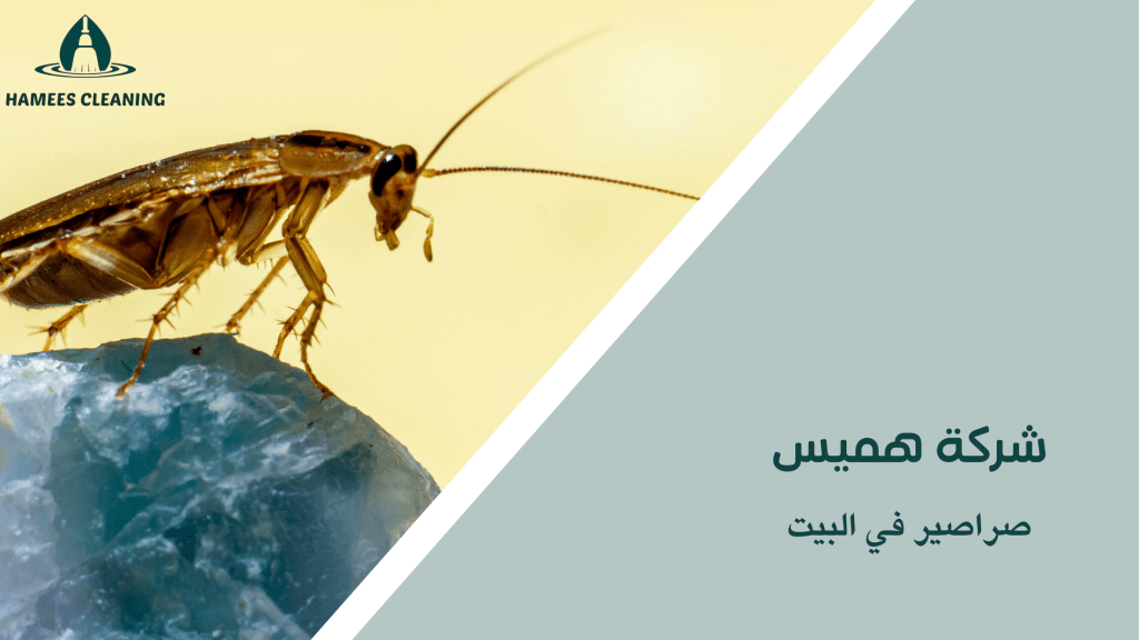 صراصير في البيت