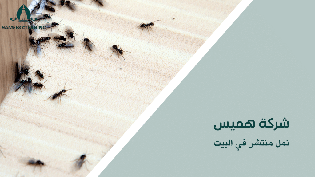 نمل منتشر في البيت