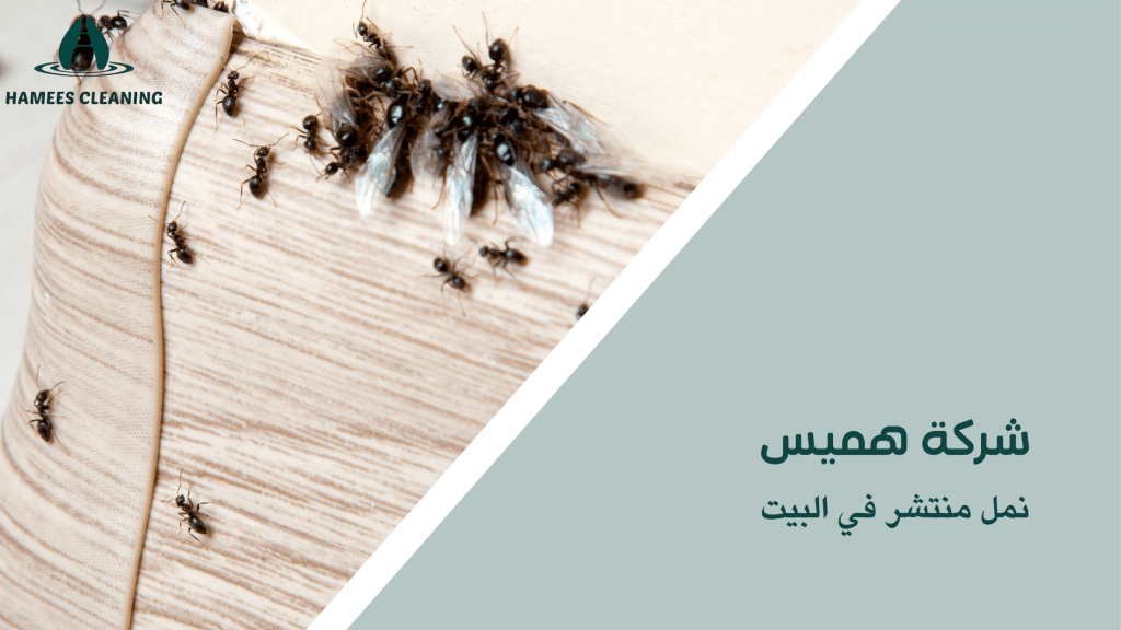 نمل منتشر في البيت