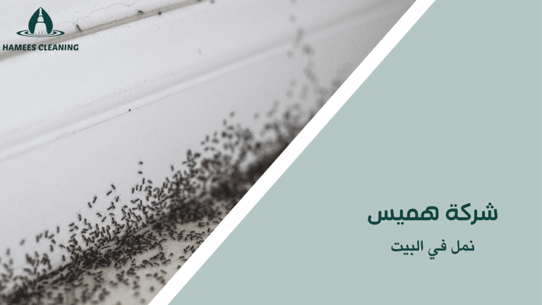 نمل في البيت