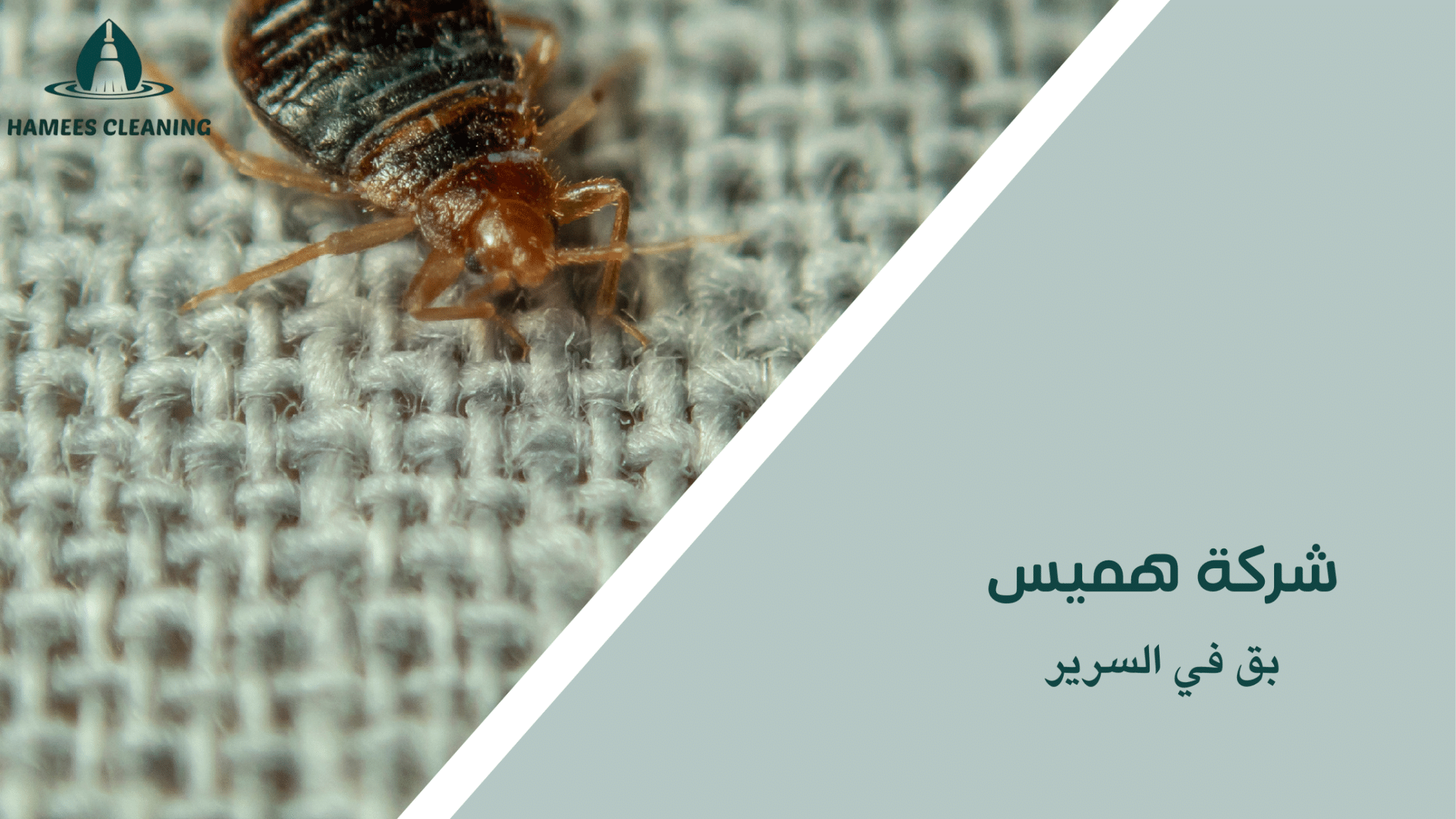 بق في السرير